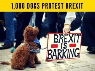 1,000 dogs protest Brexit