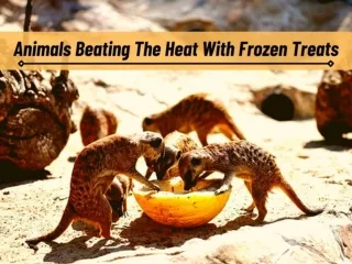 Animals beating the heat with frozen treats