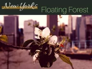 New York's floating forest