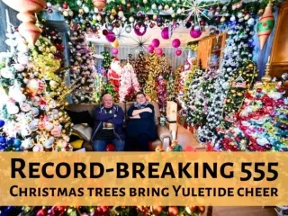 Record-breaking 555 Christmas trees bring Yuletide cheer