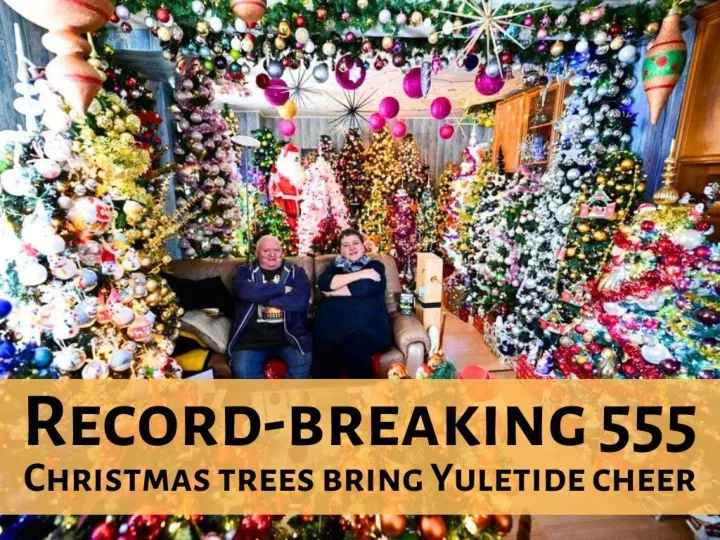 record breaking 555 christmas trees bring yuletide cheer